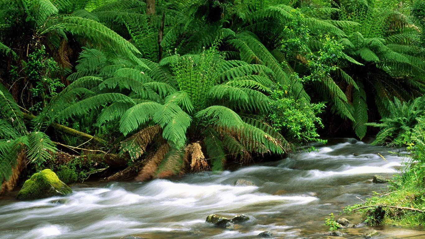 Stream flowing through fern forest