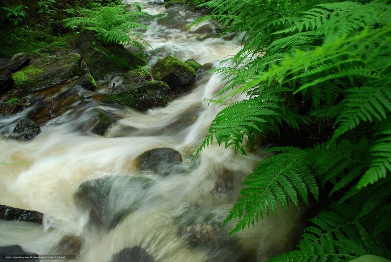 Stream flowing through ferns