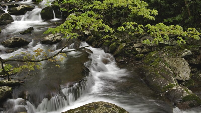 Stream flowing through forest