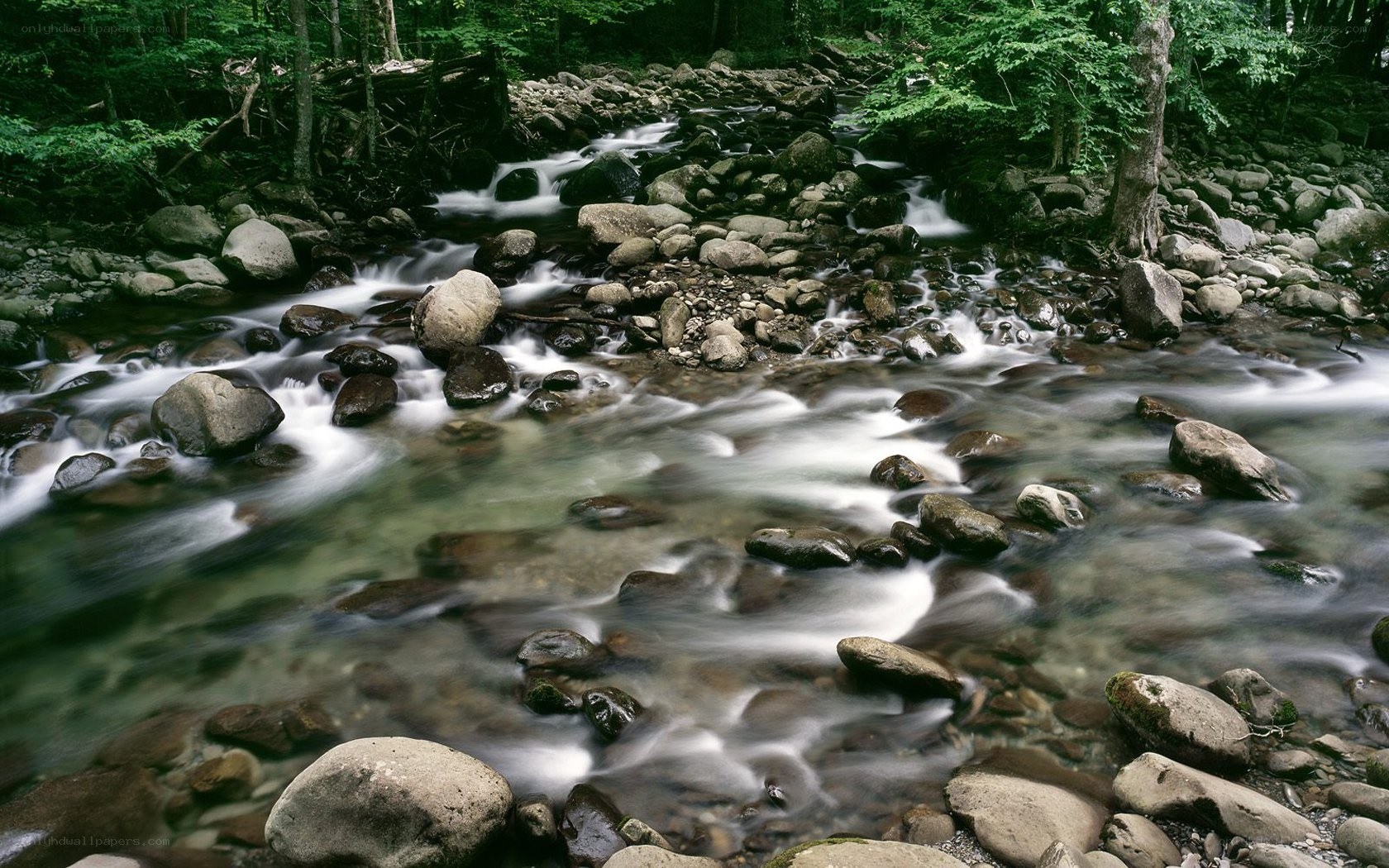 Stream flowing through forest