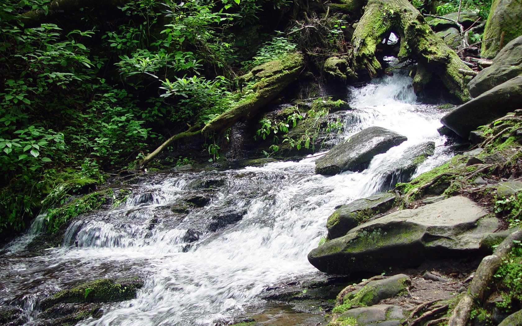 Stream flowing through forest