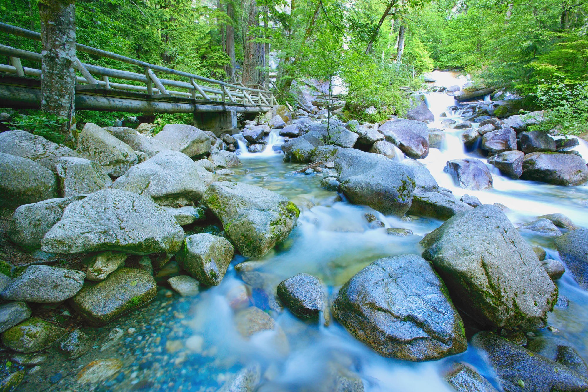 Stream flowing through forest