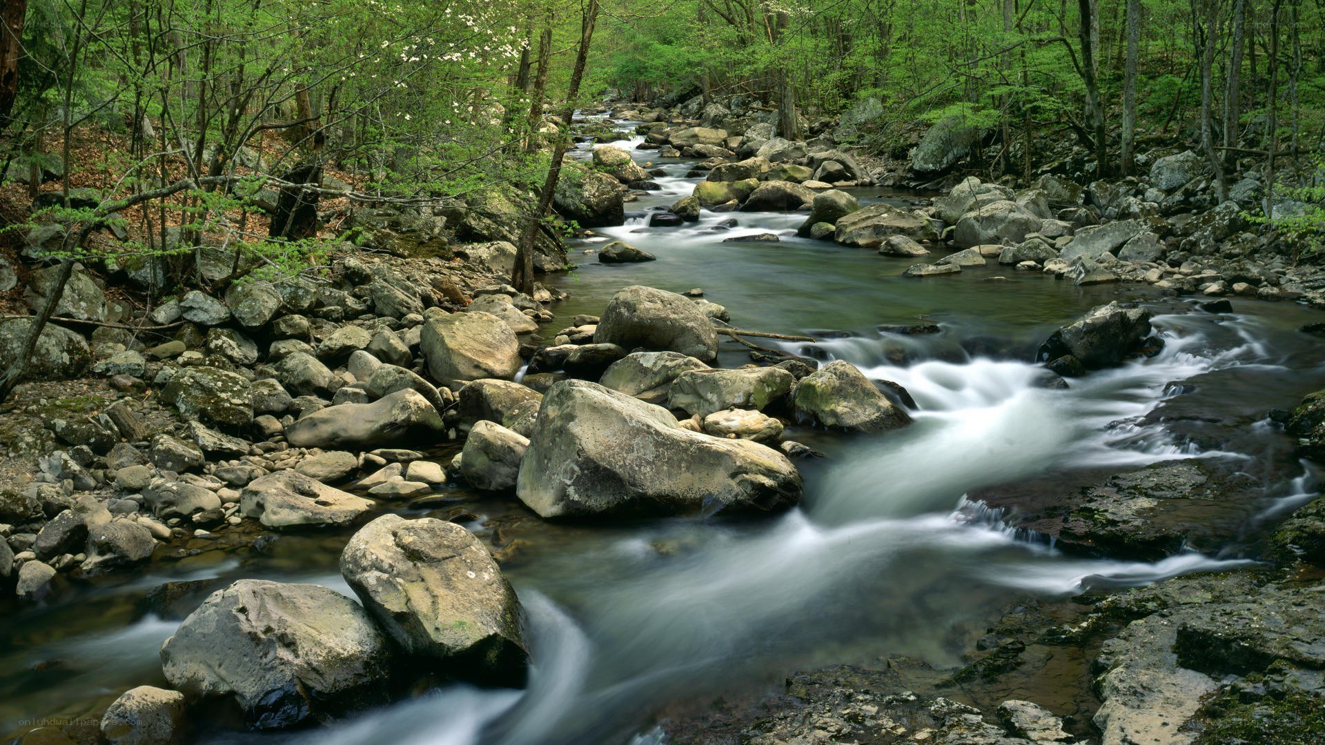 Stream flowing through forest