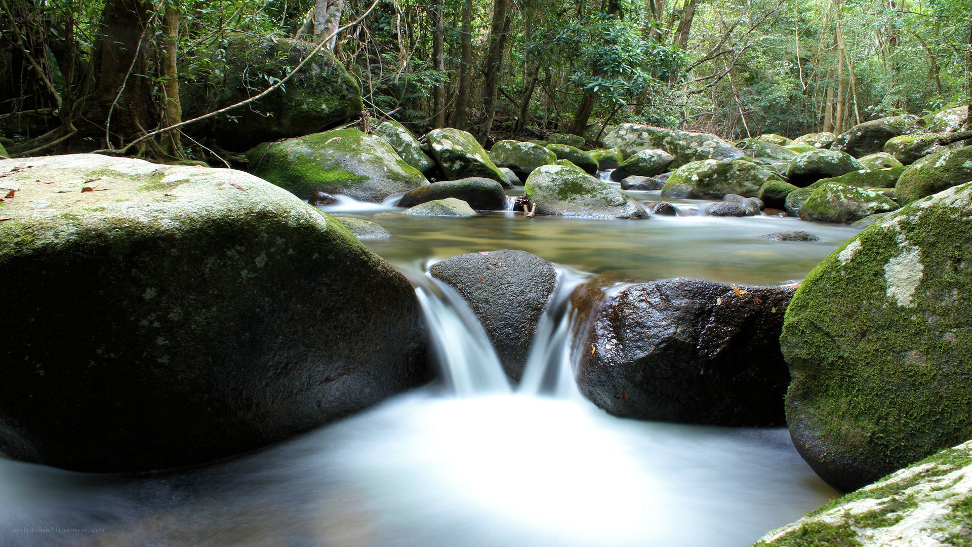 Stream flowing through forest