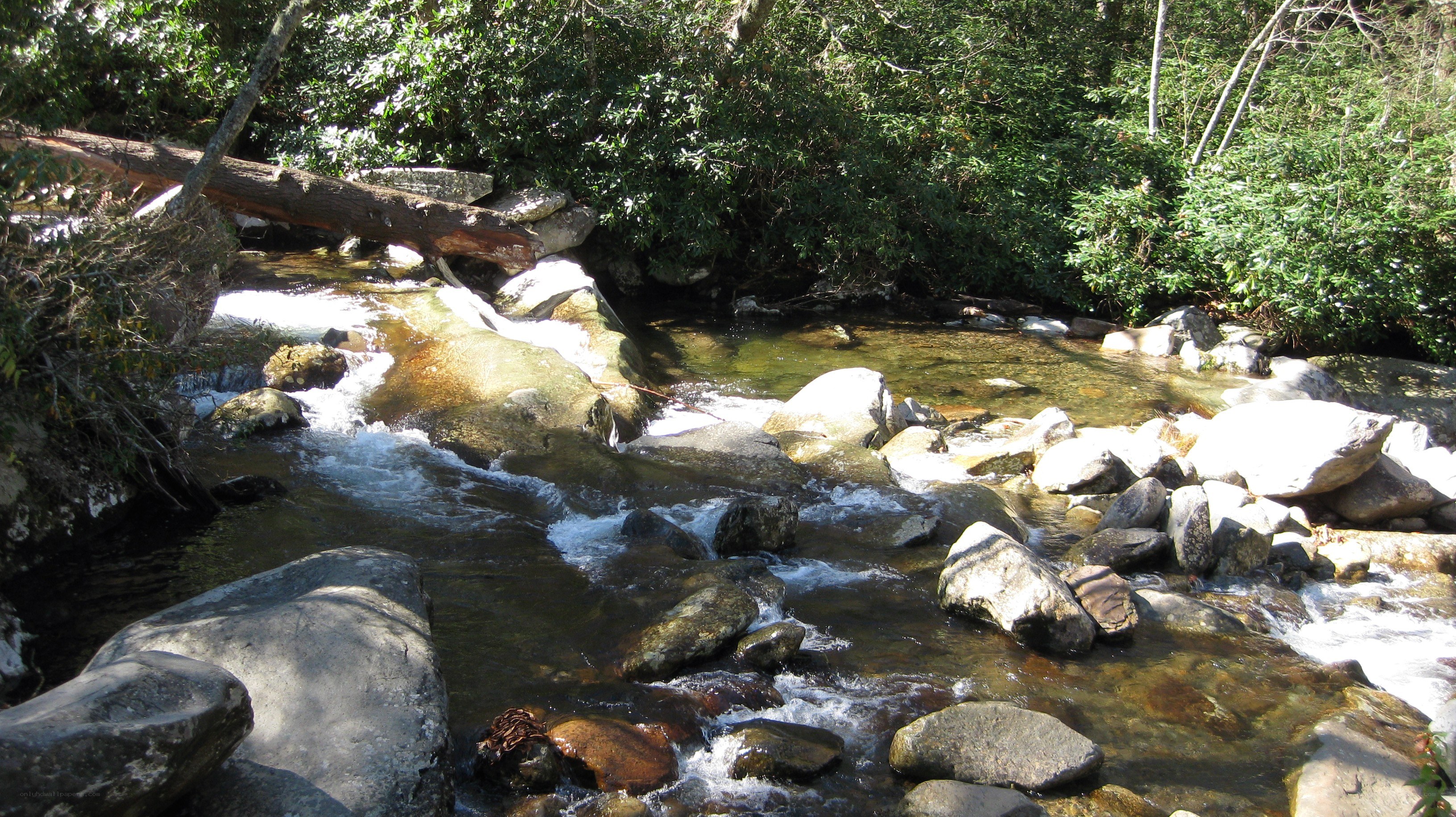 Stream flowing through forest