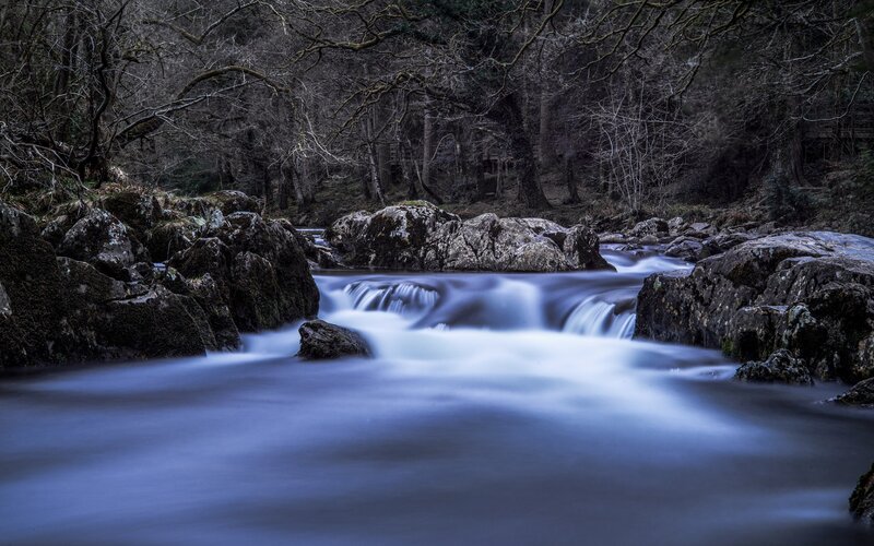 Stream flowing through forest