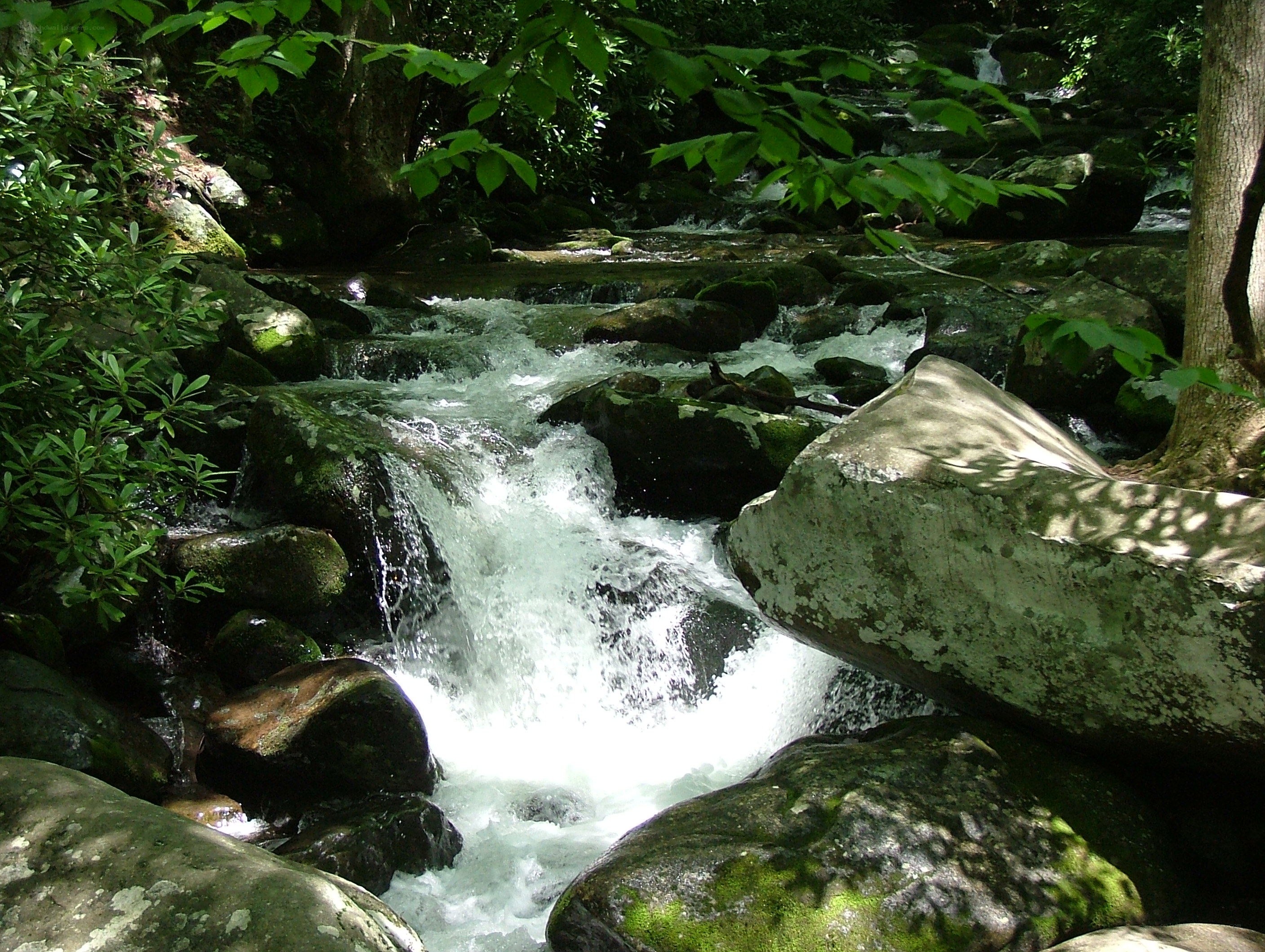 Stream flowing through forest