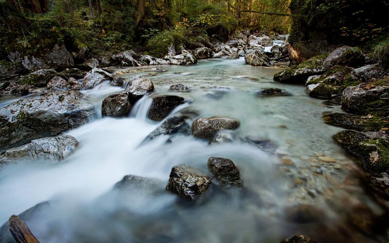 Stream flowing through forest
