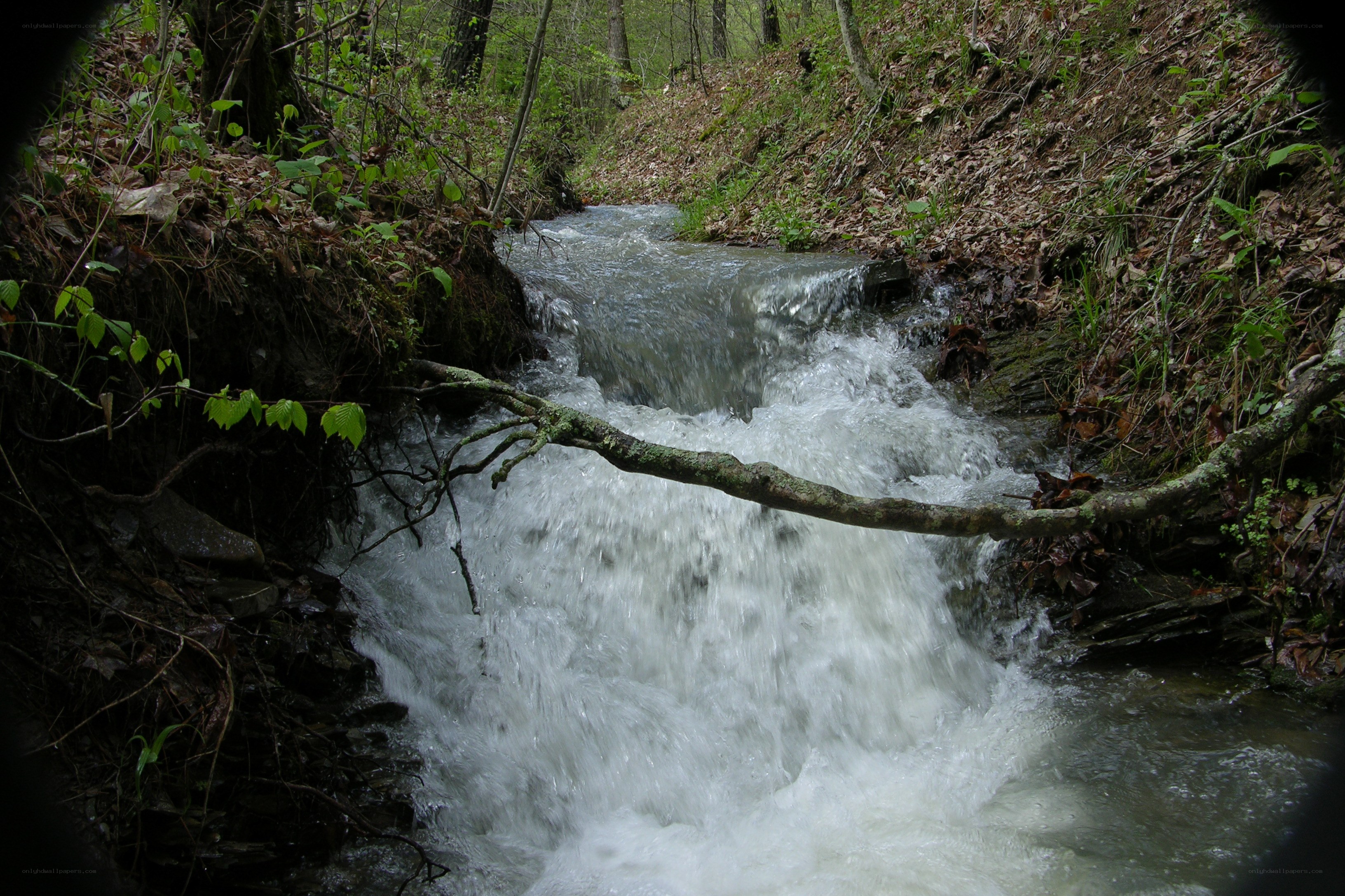 Stream flowing through forest