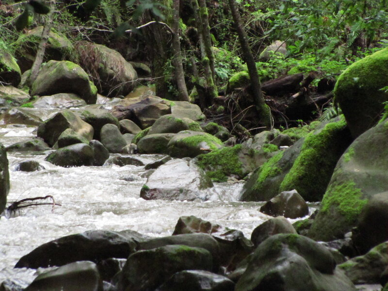 Stream flowing through forest
