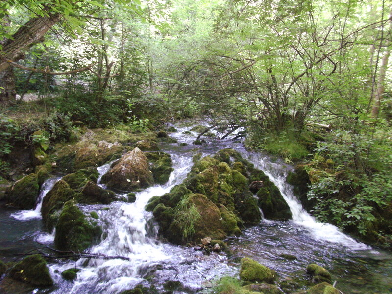 Stream flowing through forest
