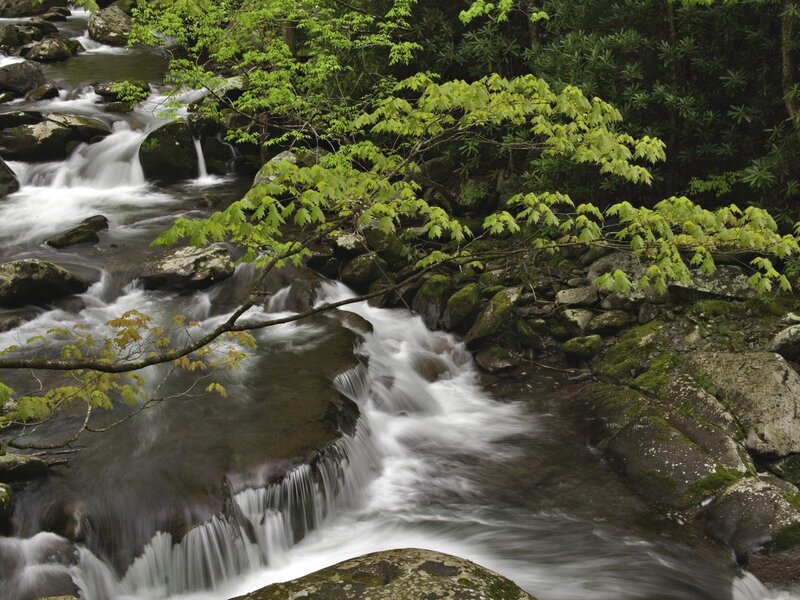 Stream flowing through forest