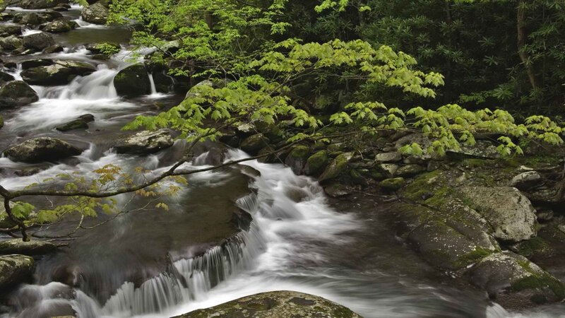 Stream flowing through forest