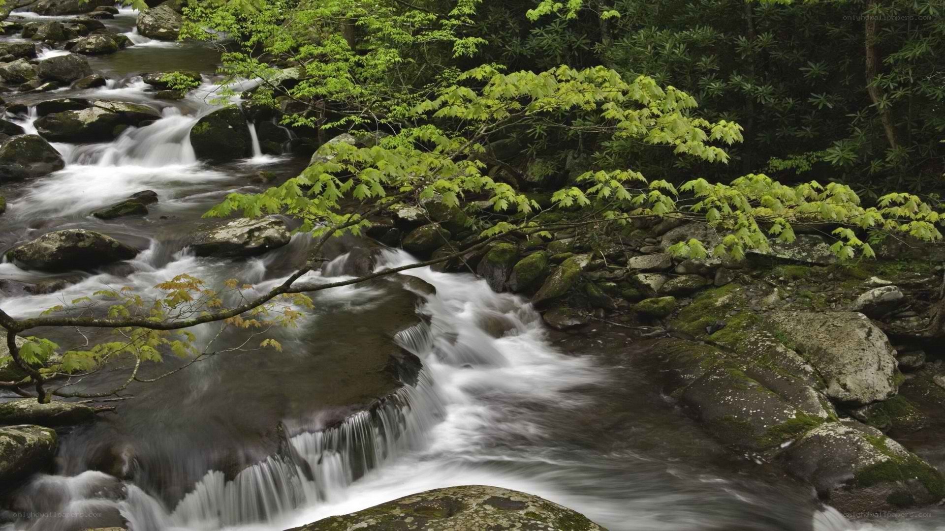 Stream flowing through forest
