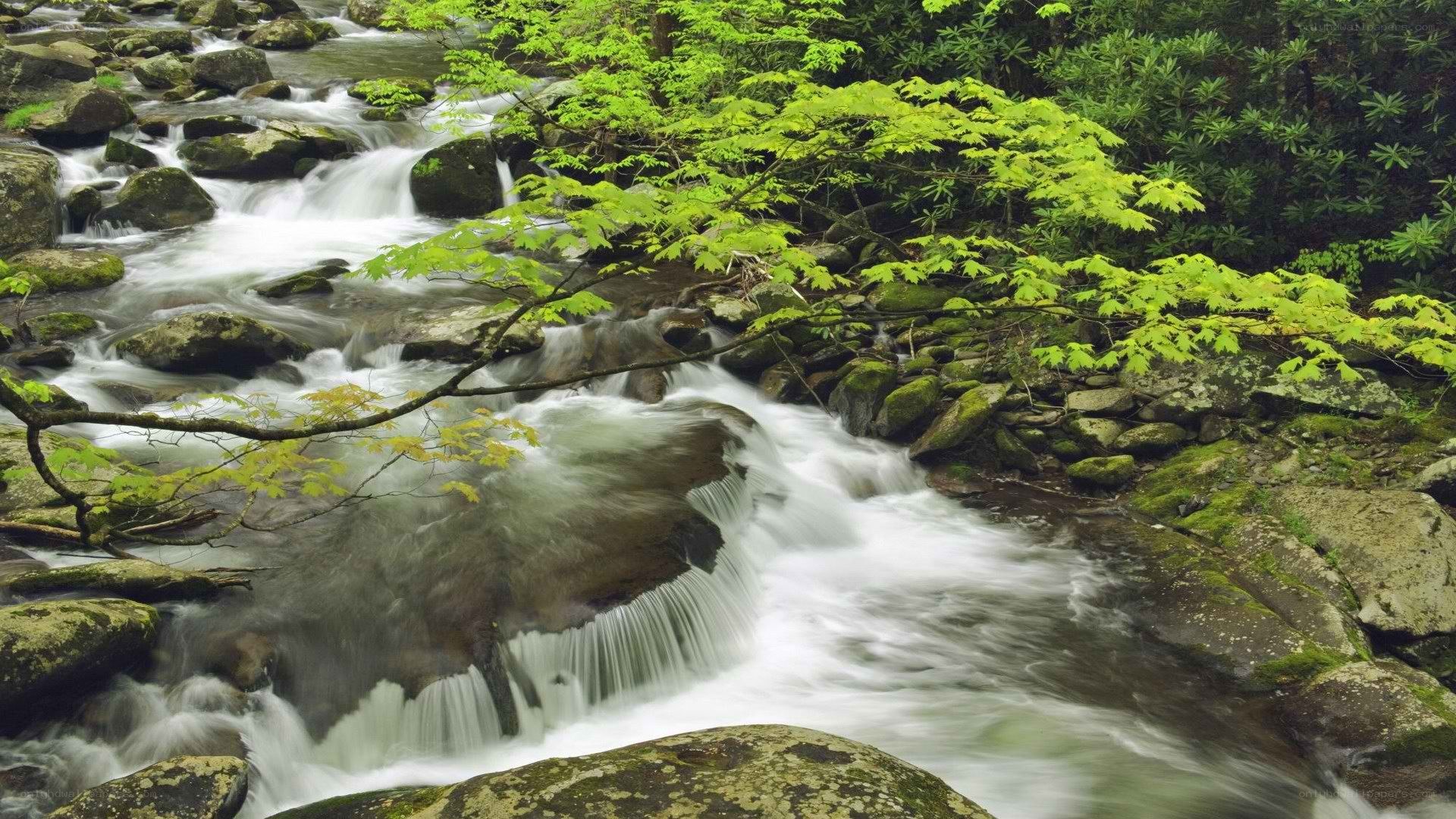 Stream flowing through forest