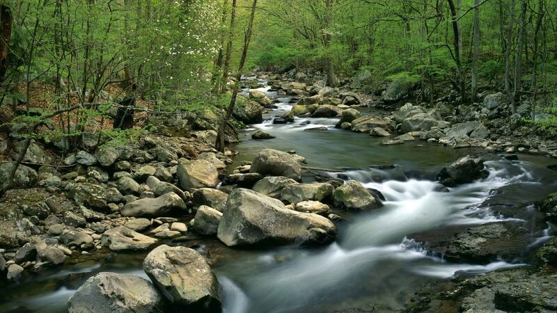 Stream flowing through forest