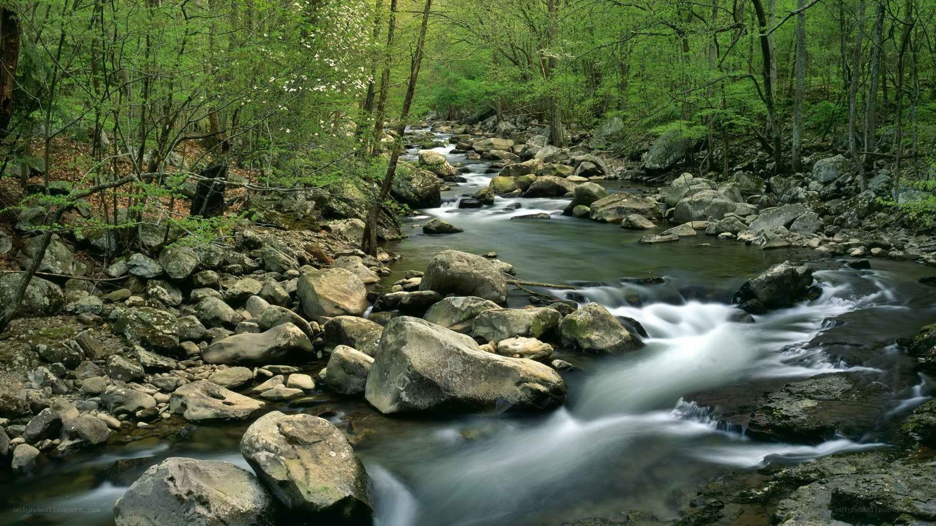 Stream flowing through forest