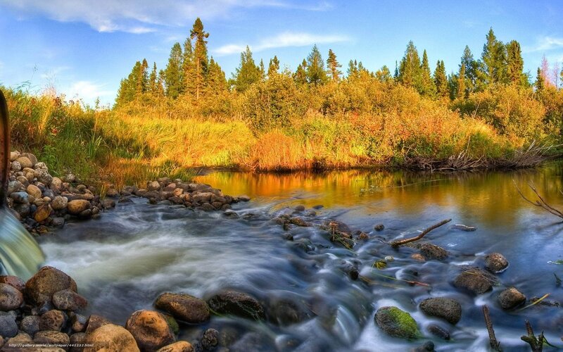 Stream Flowing Through Forest — Blue, Serene, Afternoon