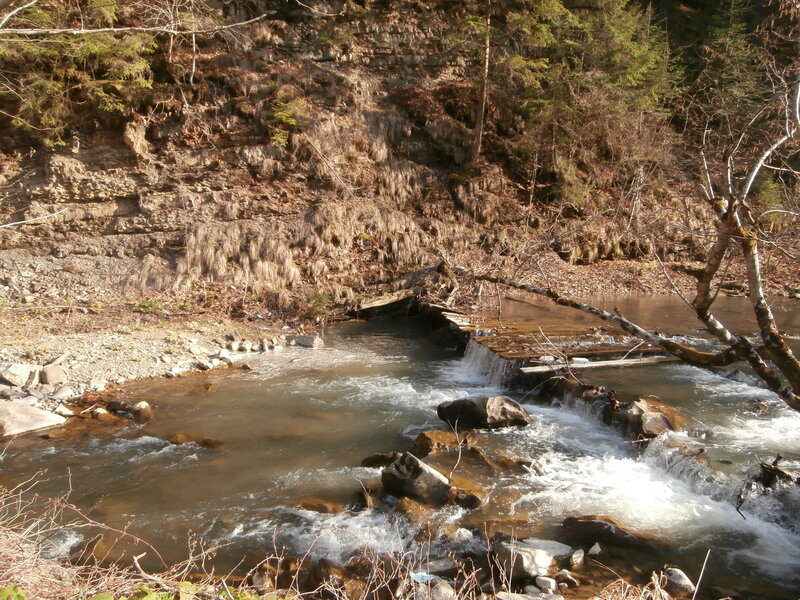 Stream Flowing Through Forest — Brown