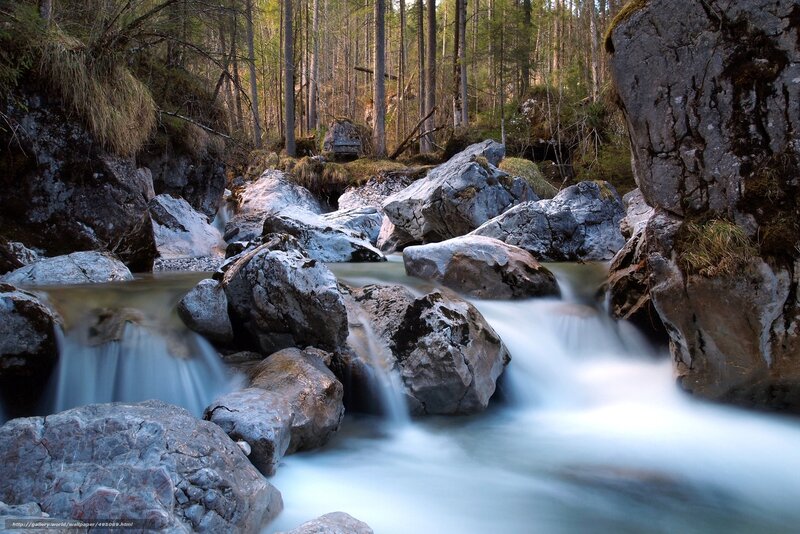 Stream Flowing Through Forest — Gray