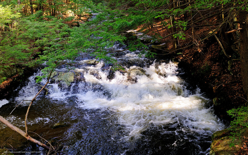 Stream Flowing Through Forest — Green, Natural, Afternoon