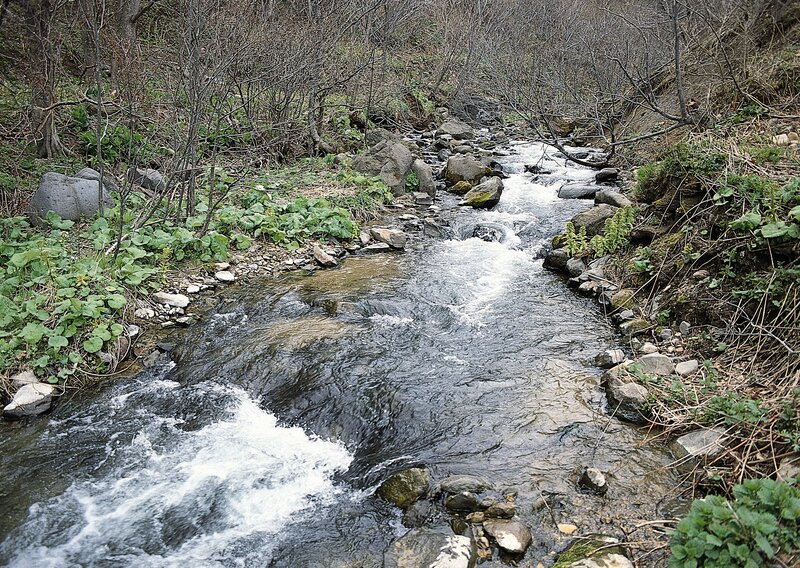 Stream Flowing Through Forest — Green, Natural, Spring
