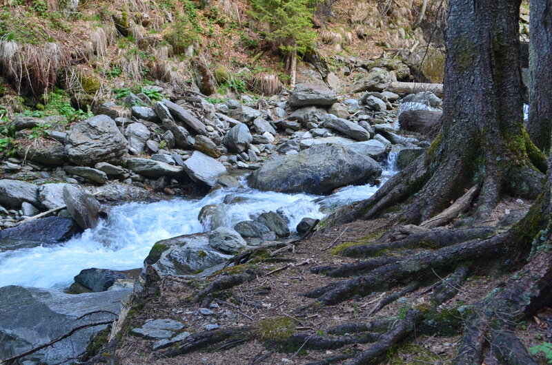 Stream Flowing Through Forest — Green, Natural