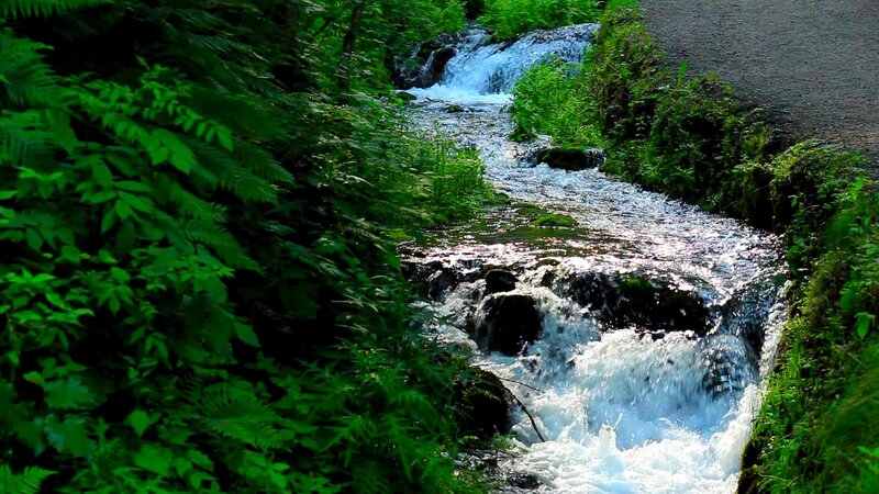 Stream Flowing Through Forest — Green, Serene, Afternoon, Photograph, River