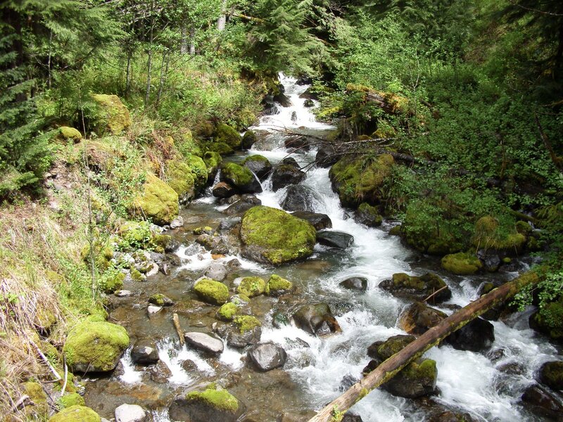 Stream Flowing Through Forest — Green, Serene, Afternoon, Photograph, Rocks