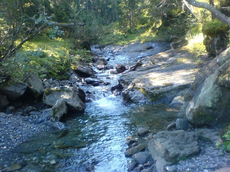 Stream Flowing Through Forest — Green, Serene, Afternoon, Photograph, Rocks, Trees, Water, Blue