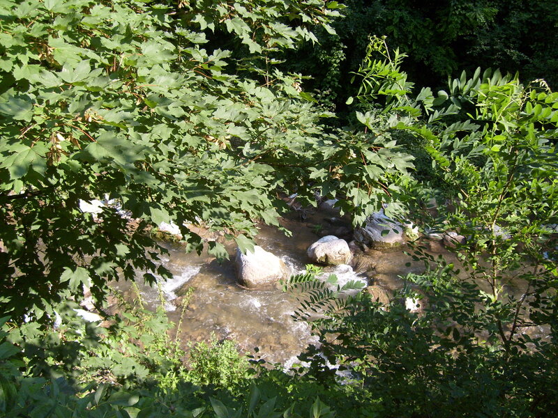 Stream Flowing Through Forest — Green, Serene, Afternoon, Photograph