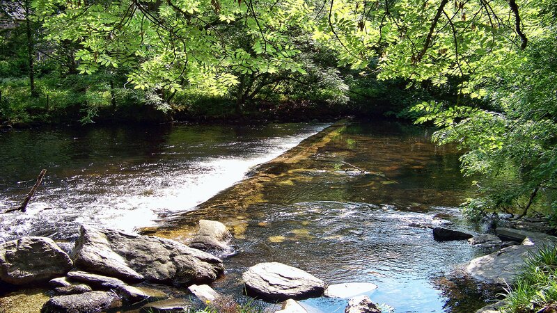 Stream Flowing Through Forest — Green, Serene, Afternoon, Photograph, Trees, Rocks, River