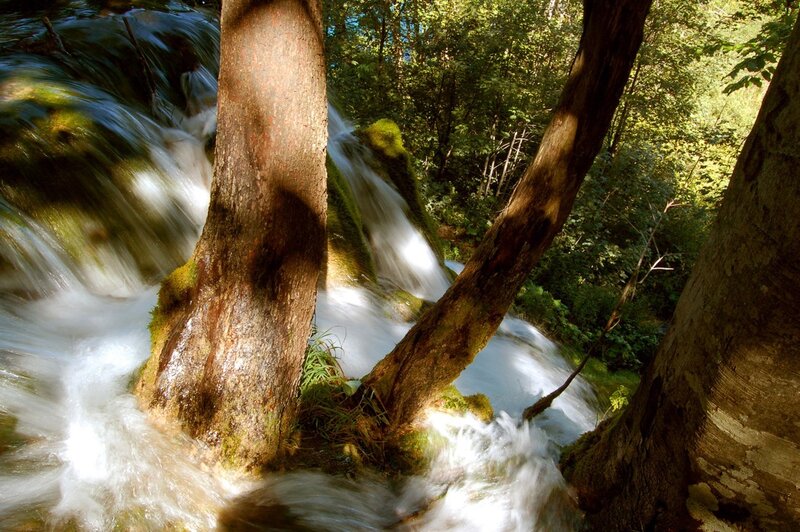 Stream Flowing Through Forest — Green, Serene, Afternoon