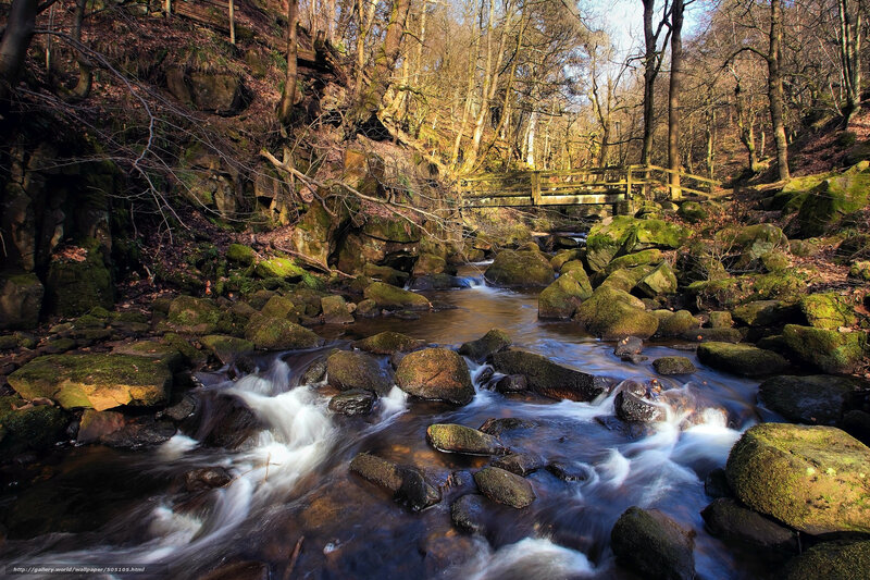 Stream Flowing Through Forest — Green, Serene, Autumn, Photograph, Bridge