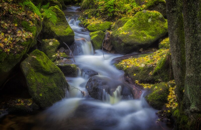 Stream Flowing Through Forest — Green, Serene, Autumn, Photograph, Moss-covered Rocks, Fallen Leaves