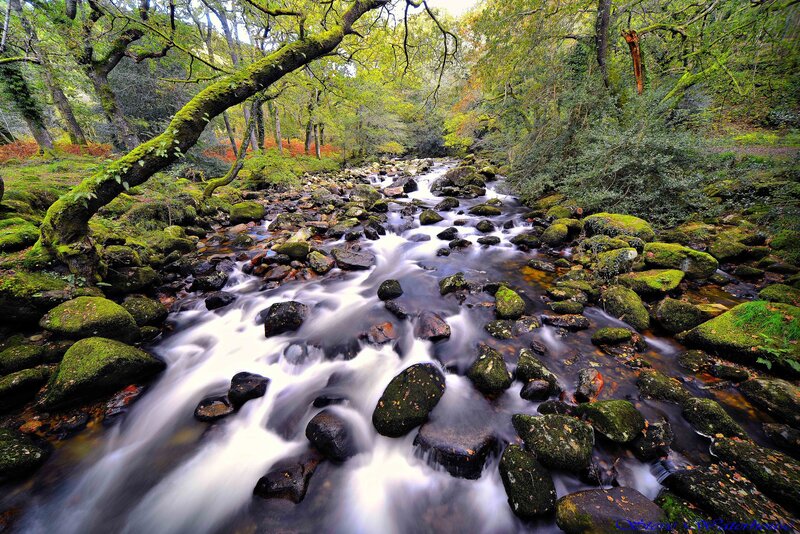 Stream Flowing Through Forest — Green, Serene, Autumn, Photograph, River