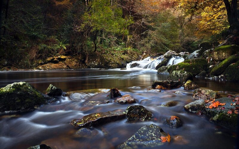 Stream Flowing Through Forest — Green, Serene, Autumn, Photograph, Rocks, Trees, Fallen Leaves