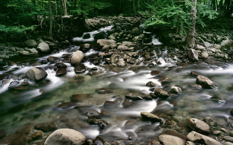 Stream Flowing Through Forest — Green, Serene, Morning, Photograph, Rocks, Trees