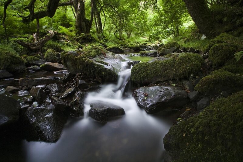 Stream Flowing Through Forest — Green, Serene, Morning, Photograph