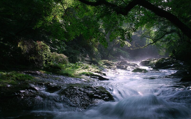 Stream Flowing Through Forest — Green, Serene, Morning, Photograph, Trees