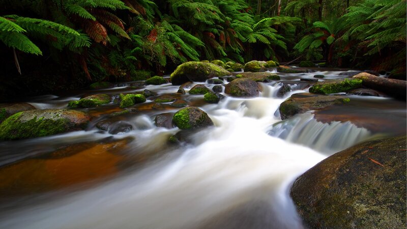 Stream Flowing Through Forest — Green, Serene, Photograph, Rocks, Moss, Ferns, Brown