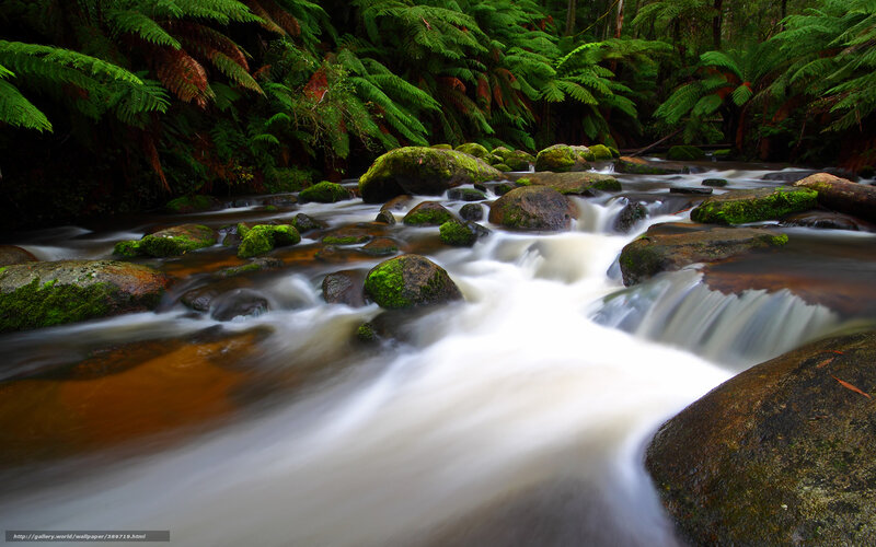 Stream Flowing Through Forest — Green, Serene, Photograph, Rocks, Moss
