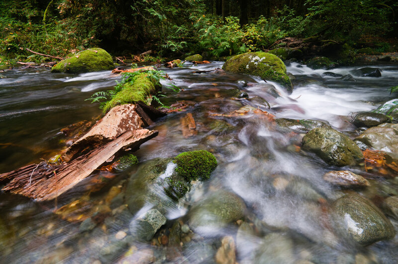 Stream Flowing Through Forest — Green, Serene, Photograph, Rocks