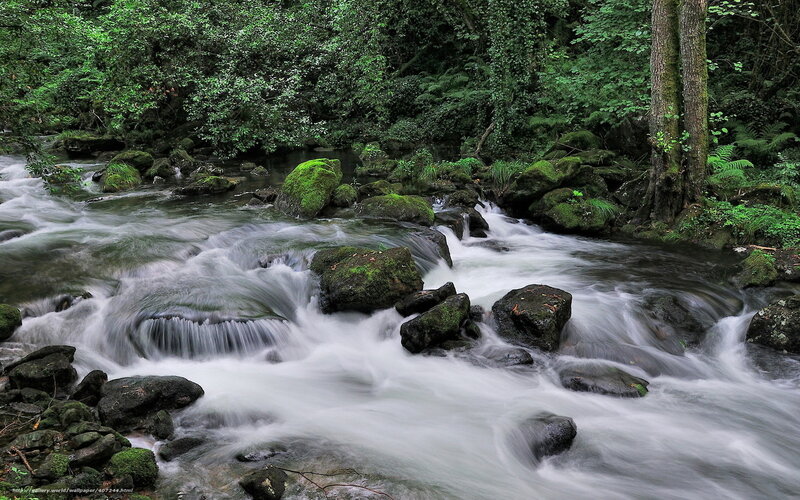 Stream Flowing Through Forest — Green, Serene, Photograph, Rocks, Trees