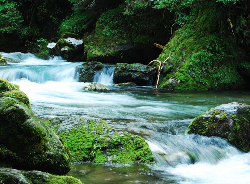 Stream Flowing Through Forest — Green, Serene, Photograph