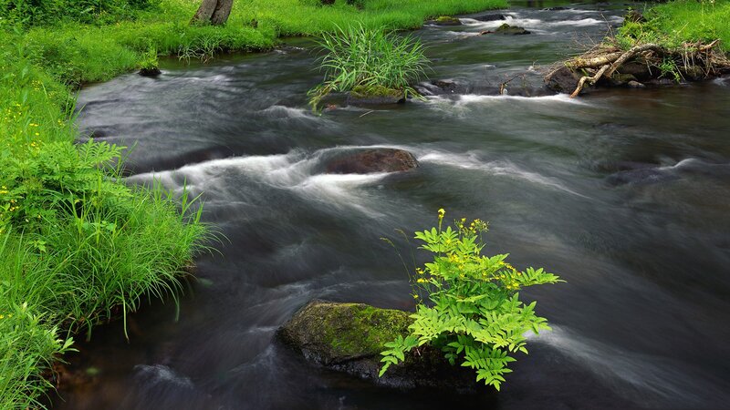 Stream Flowing Through Forest — Green, Serene, Spring, Photograph, River