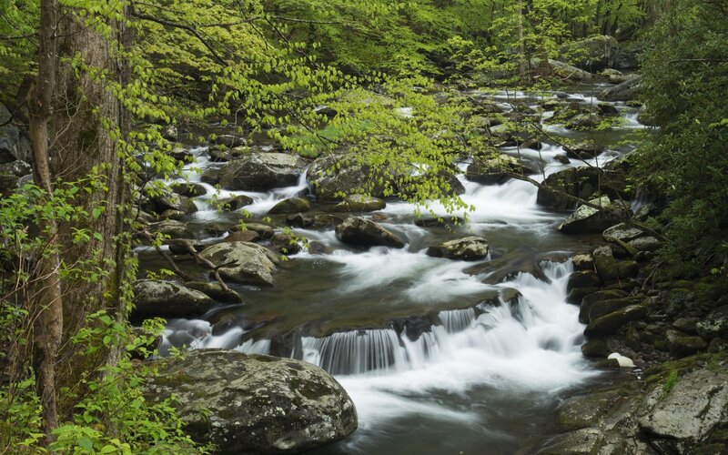 Stream Flowing Through Forest — Green, Serene, Spring, Photograph, Rocks, Trees