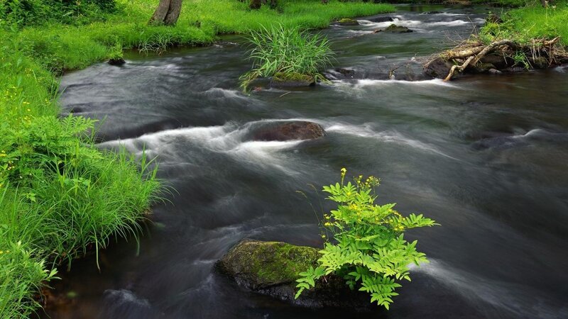 Stream Flowing Through Forest — Green, Serene, Spring, Photograph