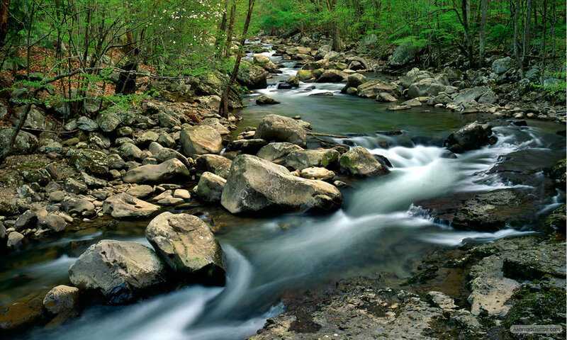 Stream Flowing Through Forest — Green, Serene, Spring