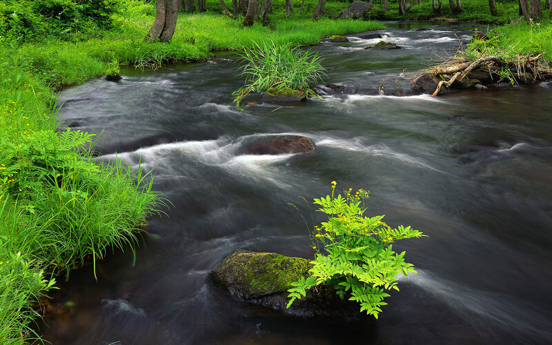 Stream Flowing Through Forest — Green, Serene, Summer, Photograph